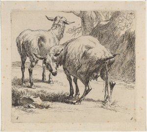 Zwei Schafe, eines pinkelt von Nicolaes Berchem