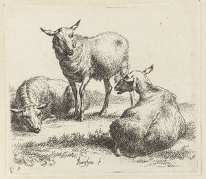 Drei Schafe. Animalia ad vivum delineata et aqua forti aeri impressa Studio et Arte Nicolai Berchemi von Nicolaes Pietersz Berchem