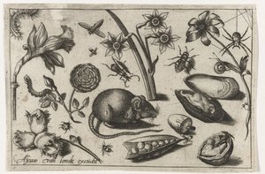 Blumen, eine Maus, Insekten und eine Muschel von Nicolaes de Bruyn (possibly)