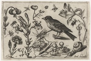 Blumen, eine Schnecke und ein Vogel Vögel, Blumen, Insekten etc. (Serientitel) von Nicolaes de Bruyn (possibly)