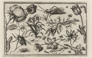 Blumen und Insekten von Nicolaes de Bruyn (possibly)