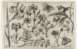 Blumen und Schmetterlinge von Nicolaes de Bruyn (possibly)