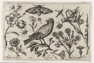 Blumen, Insekten, Nachtpfauenauge und eine Krähe von Nicolaes de Bruyn (possibly)