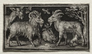 Ziegen und Hase