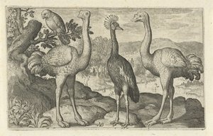 Kronenkranich zwischen zwei Straußen von Nicolaes de Bruyn
