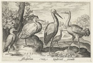 Storch, Kranich, Reiher und Löffler