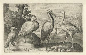 Storch, Kranich, Reiher und Löffler von Nicolaes de Bruyn
