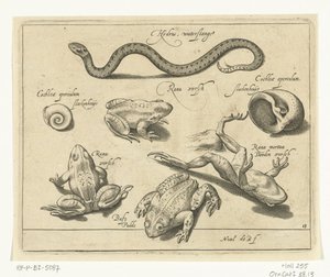 Wasserschlange, Frösche und Kröten
