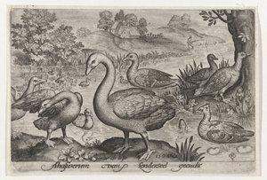 Schwan und Gänse und Enten am Wasser