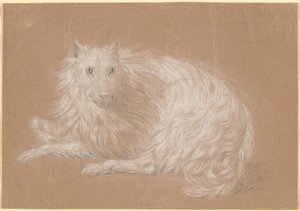 Ein liegender langhaariger Hund