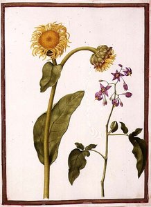 PD.109-1973.f11 (LtoR) Inula Helenium Decampanr und Solanum dulcamara (Bittersüß)