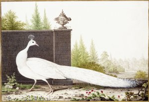 Weißer Pfau