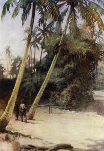 Salomonen-Junge klettert nach grünen Kokosnüssen, in der Nähe von Gavutu, Neu-Florida (Farblithografie) von Norman Hardy