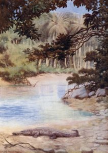 Das Zuhause des Krokodils, Britische Salomonen von Norman Hardy