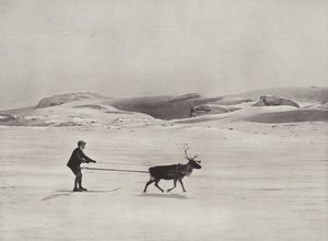 Skifahren mit Rentieren in den Bergen