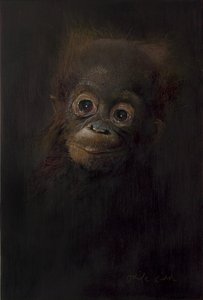 Baby-Orang-Utan 1, 2009
