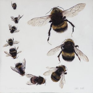 Bombus, 2015