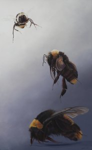 Bombus Flug 2, 2011