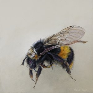 Bombus terrestris 1 (a), 2008