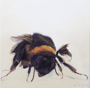 Bombus terrestris 9, 2013