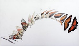 Charaxes zingha Flugmuster