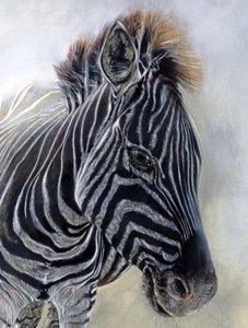 Equus burchelli 1 (Detail)