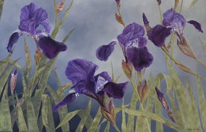 Iris hybrida (Detail), 2015