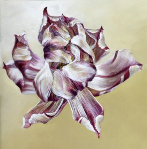 Tulipa