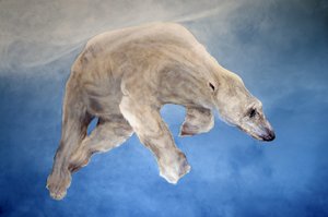 Ursus maritimus 2