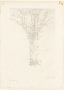 Baum
