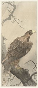 Adler auf einem Baumzweig