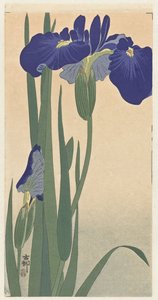 Blaue Schwertlilien, 1900-30 (Holzschnitt)