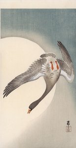 Fliegende Weißwangengans vor dem Mond