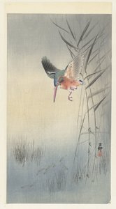 Eisvogel jagt auf Fisch