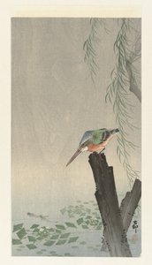 Eisvogel auf Baumstumpf
