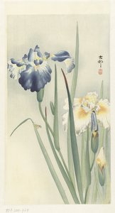 Iris