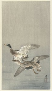 Entenpaar