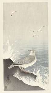 Möwe auf Felsen