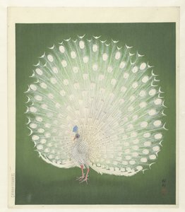 Pfau