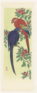 Roter und blauer Papagei