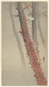 Roter Efeu