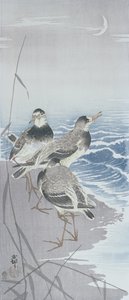 Drei Sandpiper am Wasser vor Schilf (Farbholzschnitt)