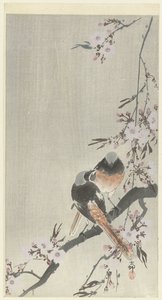 Zwei Siegelrotschwänze mit Kirschblüten von Ohara Koson