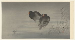 Zwei Teichhühner von Ohara Koson