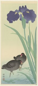 Teichhühner und Iris