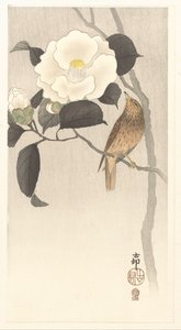 Singvogel und blühende Kamelie