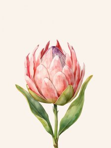 Pinkfarbene Protea-Blüte