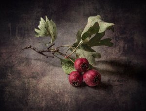 Herbstliche Weißdornbeeren