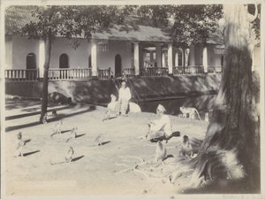 Indische Männer mit Äffchen auf einem Hof an einem Wasser, möglicherweise in Surabaya