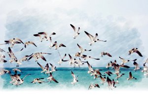 Möwen über türkisfarbenem Meer von Osvaldo Russo